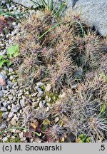 Opuntia fragilis