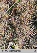 Opuntia fragilis