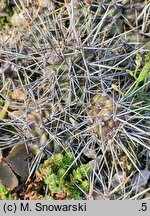 Opuntia fragilis