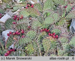 Opuntia phaeacantha var. camanchica cv. Longispina