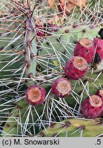 Opuntia phaeacantha var. camanchica cv. Longispina