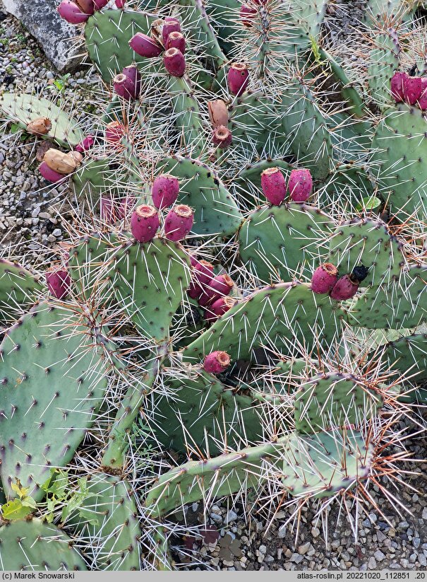 Opuntia phaeacantha (opuncja ciemnociernista)
