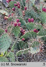 Opuntia phaeacantha (opuncja ciemnociernista)
