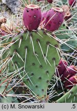 Opuntia phaeacantha (opuncja ciemnociernista)