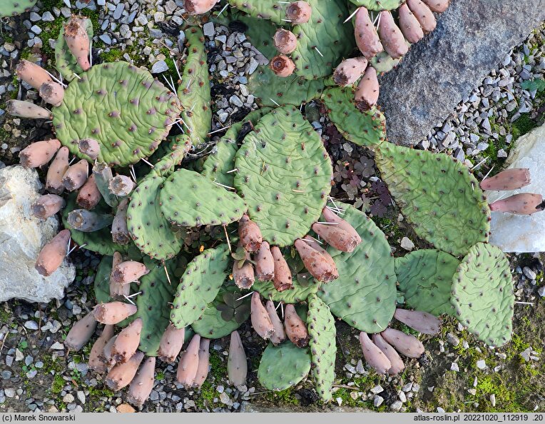 Opuntia cespitosa