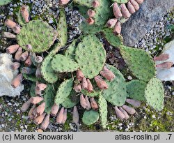 Opuntia cespitosa