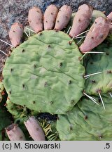Opuntia cespitosa