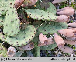 Opuntia cespitosa