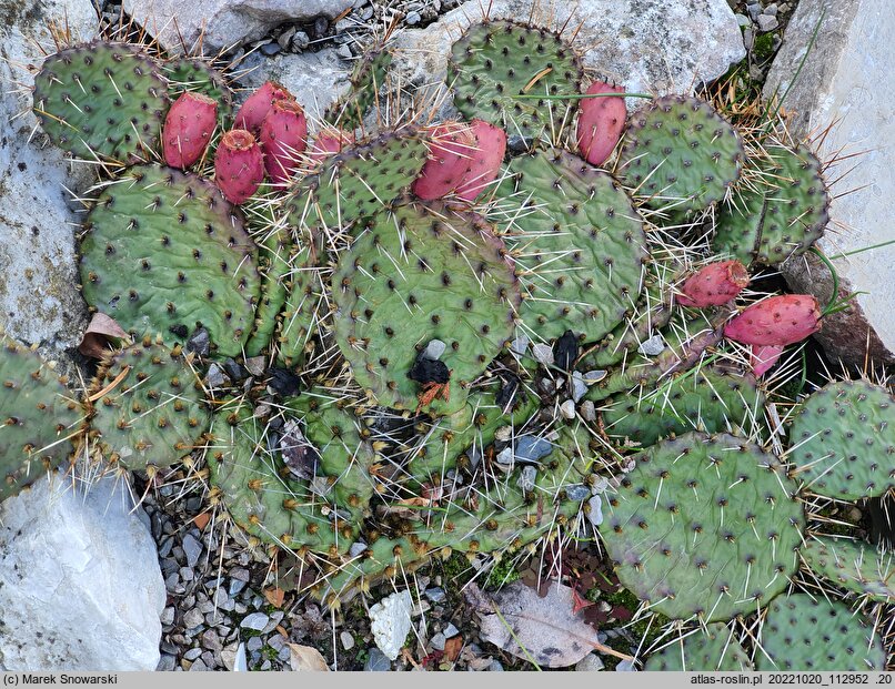 Opuntia macrorhiza