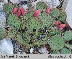 Opuntia macrorhiza
