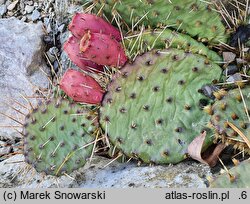Opuntia macrorhiza