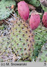 Opuntia macrorhiza
