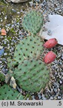 Opuntia macrorhiza
