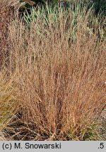 Bouteloua curtipendula (butelua groniasta)