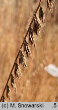 Bouteloua curtipendula (butelua groniasta)