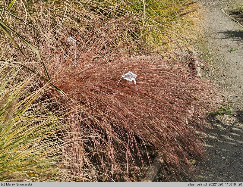 Schizachyrium scoparium The Blues