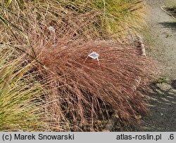 Schizachyrium scoparium The Blues