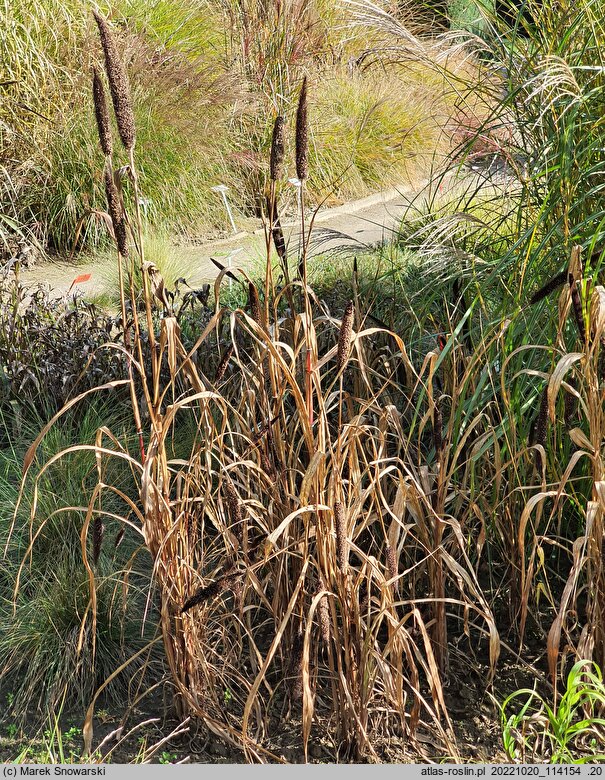Pennisetum americanum Purple Majesty
