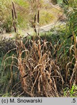 Pennisetum americanum Purple Majesty