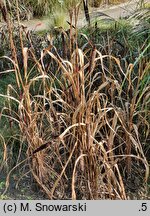 Pennisetum americanum Purple Majesty