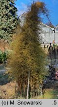 Asparagus verticillatus