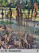 Veratrum nigrum (ciemiężyca czarna)