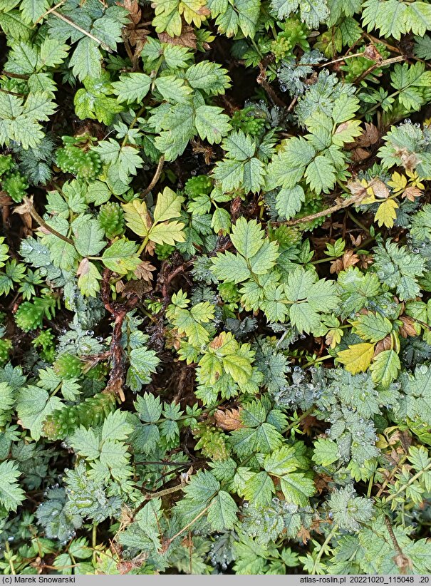 Acaena saccaticupula (acena mieszkowata)