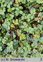 Acaena saccaticupula (acena mieszkowata)