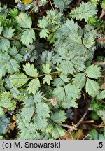 Acaena saccaticupula (acena mieszkowata)