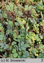 Acaena saccaticupula (acena mieszkowata)