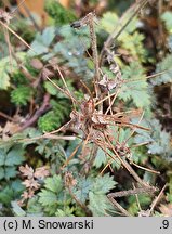 Acaena saccaticupula (acena mieszkowata)