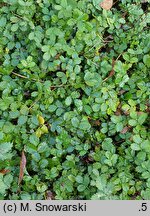 Acaena novae-zelandiae (acena nowozelandzka)