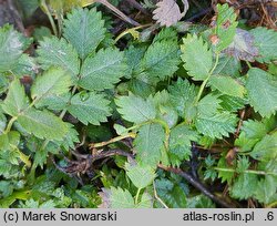Acaena novae-zelandiae (acena nowozelandzka)
