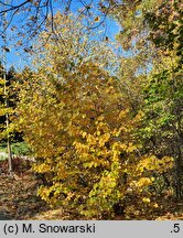 Corylopsis spicata (leszczynowiec kłosowy)