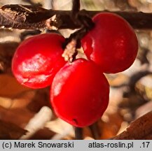 Schisandra chinensis (cytryniec chiński)