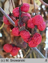 Schisandra chinensis (cytryniec chiński)