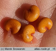 Schisandra chinensis (cytryniec chiński)