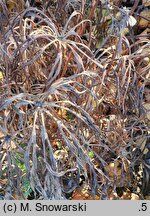 Syneilesis aconitifolia (synejlesis tojadolistna)