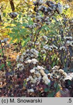 Syneilesis aconitifolia (synejlesis tojadolistna)