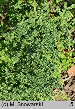 Tanacetum vulgare Crispum