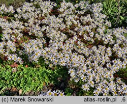 Arctanthemum arcticum (złocień arktyczny)