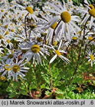 Arctanthemum arcticum (złocień arktyczny)