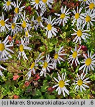 Arctanthemum arcticum (złocień arktyczny)