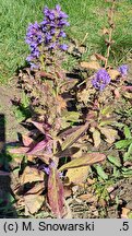 Lobelia siphilitica (lobelia wielka)
