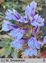 Lobelia siphilitica (lobelia wielka)