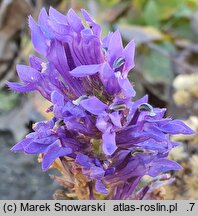 Lobelia siphilitica (lobelia wielka)