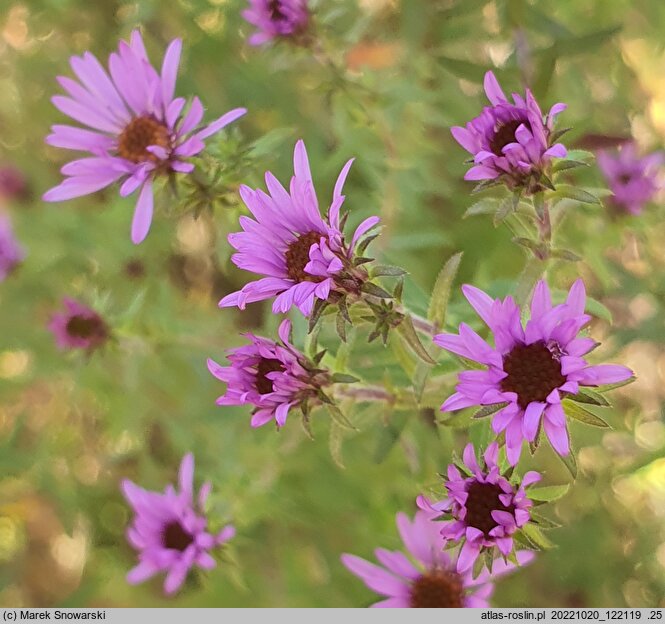 Symphyotrichum oblongifolium