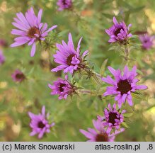 Symphyotrichum oblongifolium