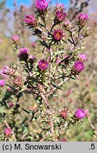 Symphyotrichum oblongifolium