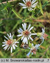 Symphyotrichum ontarionis